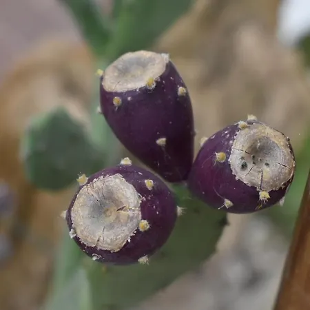 Mony's Island Penzion 3*