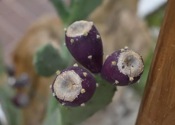 Mony's Island Gæstehus 3*