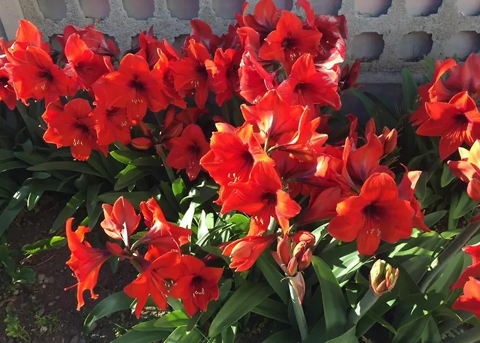 Mony's Island 3* Alghero