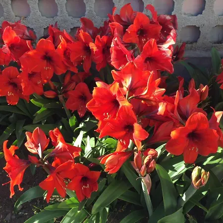 Mony's Island 3* Alghero